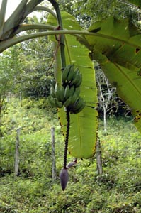 Bologo Bananas