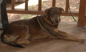 Cluso - Old Belizean Pot Licker