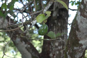 Avolcado