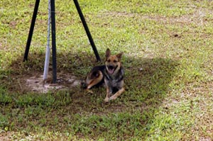 Watson - 1.5 Year Old German Shepard