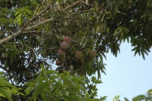 Mangos
