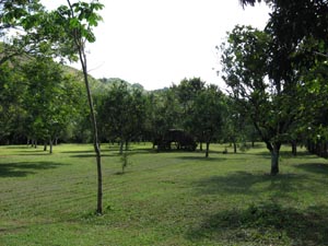 Orchard