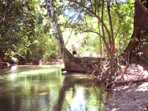 Large Fig Tree over Barton Creek