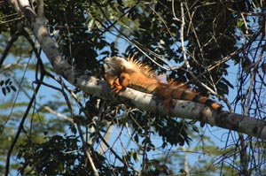 Male Igunana