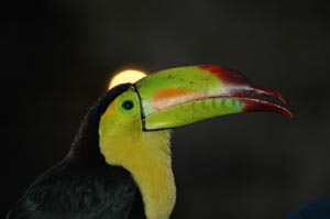 Local Toucan