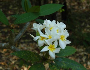 One of many types of flowers that grow on the property